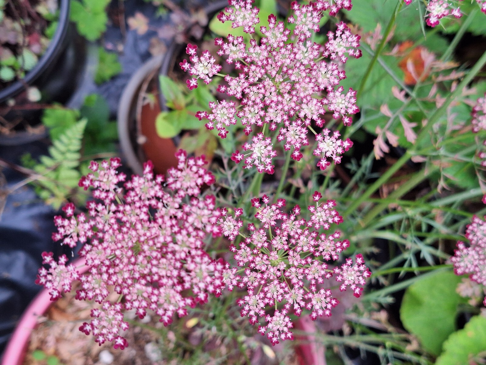 PURPLE AND PINK QUEEN ANNS LACE 100 SEEDS, DAUCUS CAROTA PURPURA