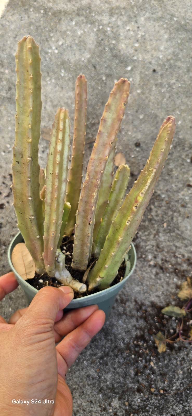 Black Bell Stapella Plant Well Rooted In 5 Inches Nursery Po