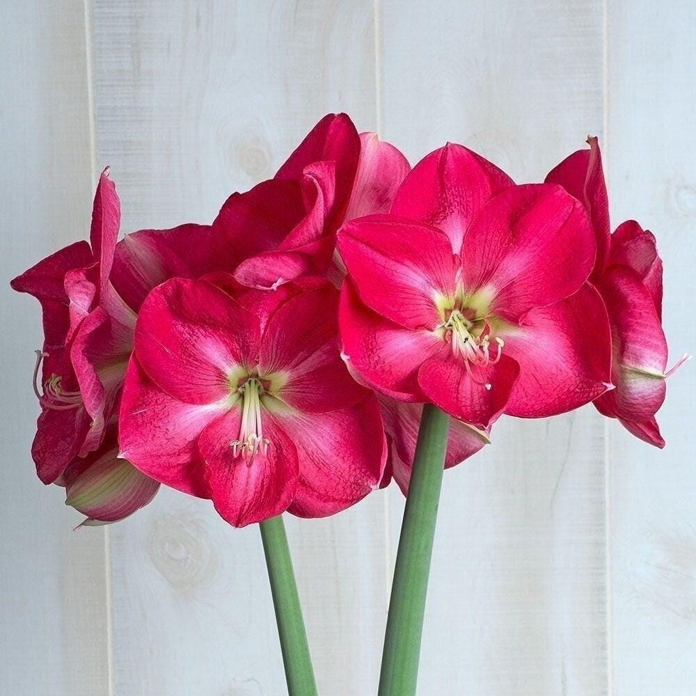 CANDY QUEEN Jumbo Amaryllis 34/36 cm – US Seller