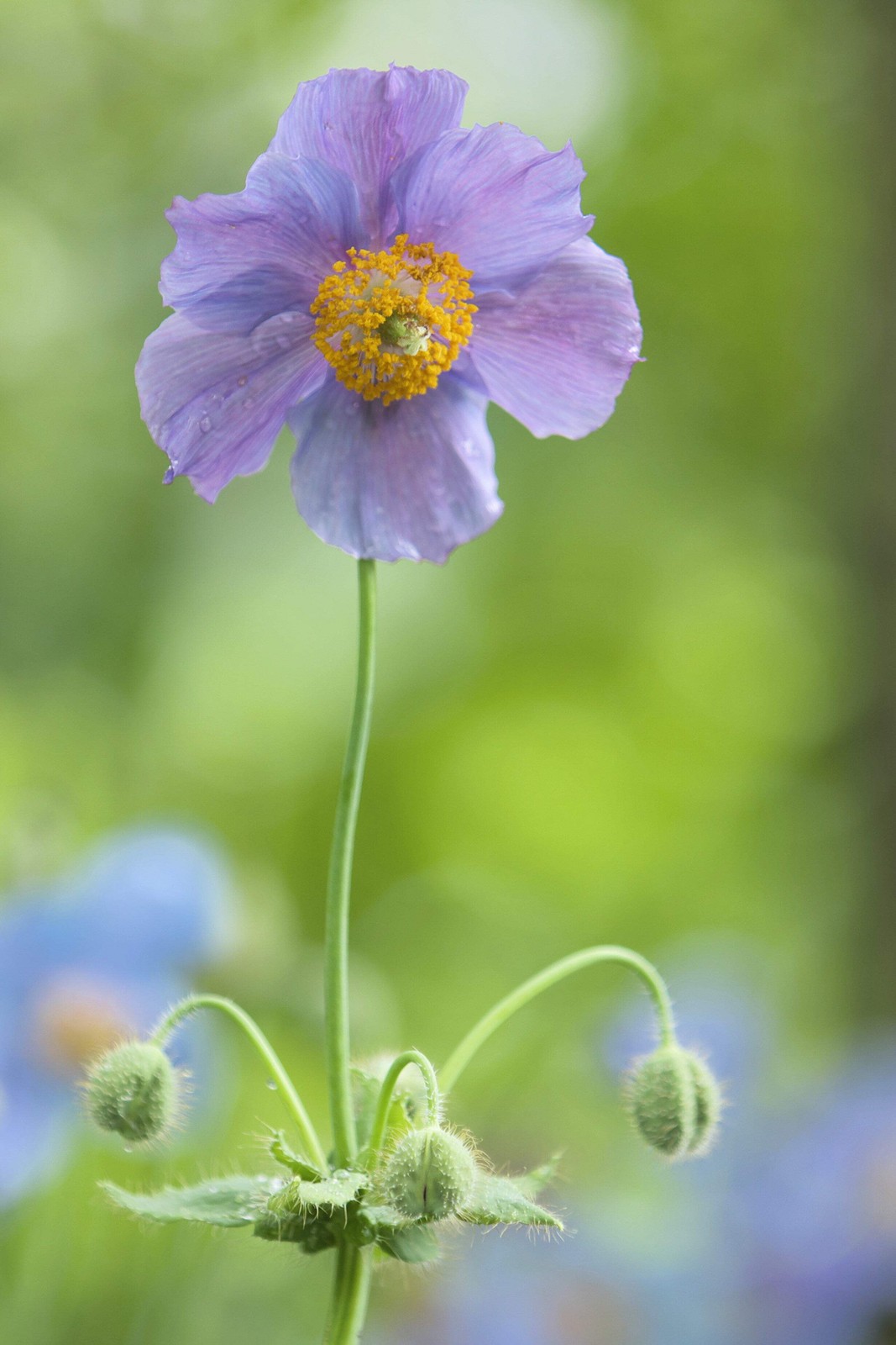 10 MIXED HIMALAYAN POPPY Blue Red Violet Meconopsis Napaulensis Mix Flower Seeds