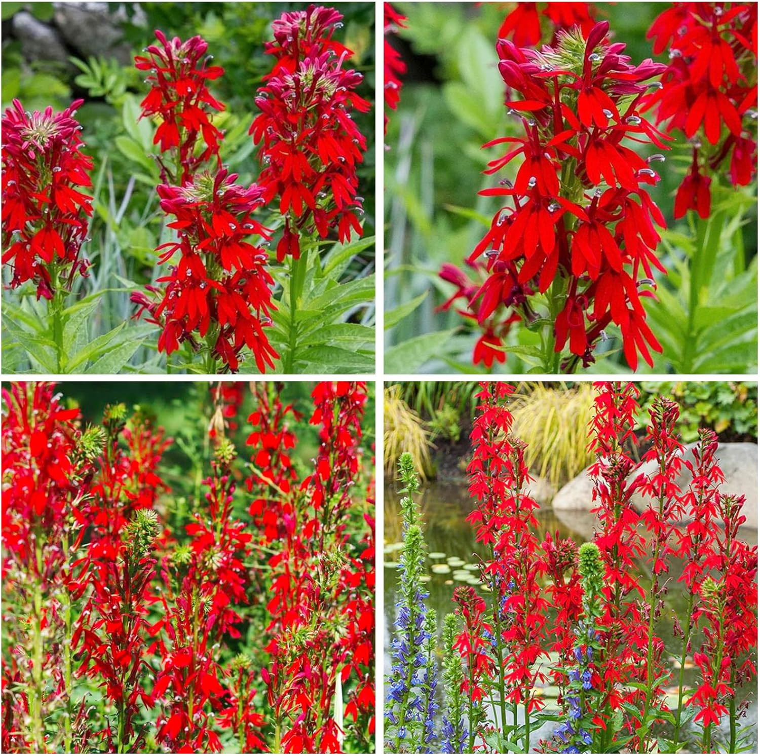 210+ Red Cardinal Flower Lobelia Cardinalis Seeds for Planting-Non-Gmo Heirloom