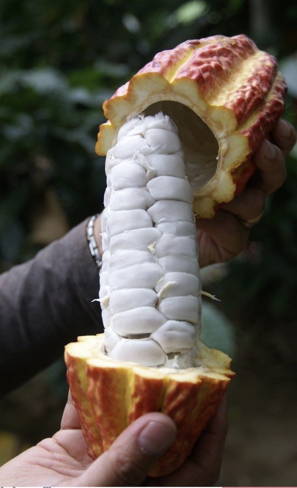 4 Fresh Organic Cacao Pods Natural Cocoa Fruit Premium Tropical Quality
