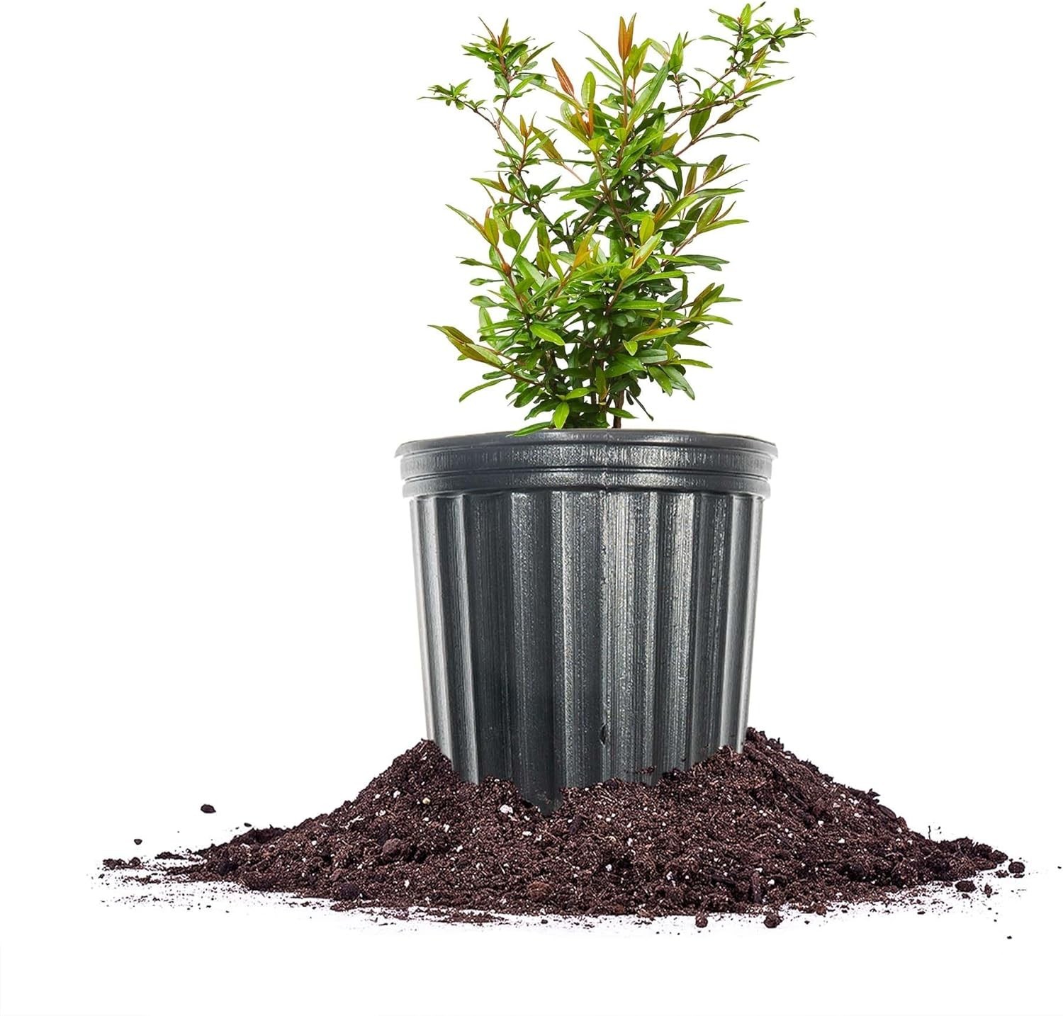 Exotic Russian Pomegranate Dwarf Tree: Cold Hardy with Air Purification Benefits