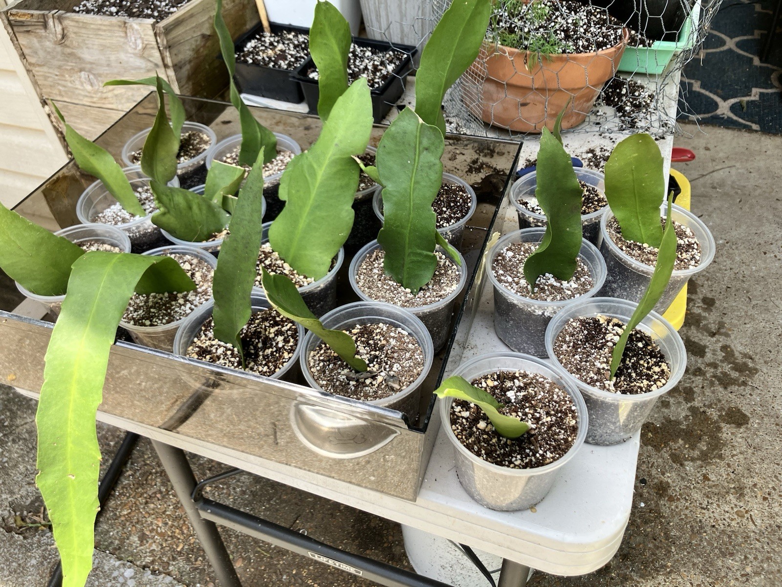 Rooted Epiphyllum Oxypetalum- Queen of the Night Cactus Starters- 320mL(3”)Pots