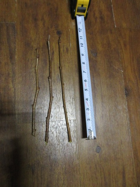 3x Ichi-Ki-Kei-Jiro Asian Persimmon 2026 Fruit Tree Scion Wood Cutting for Graft