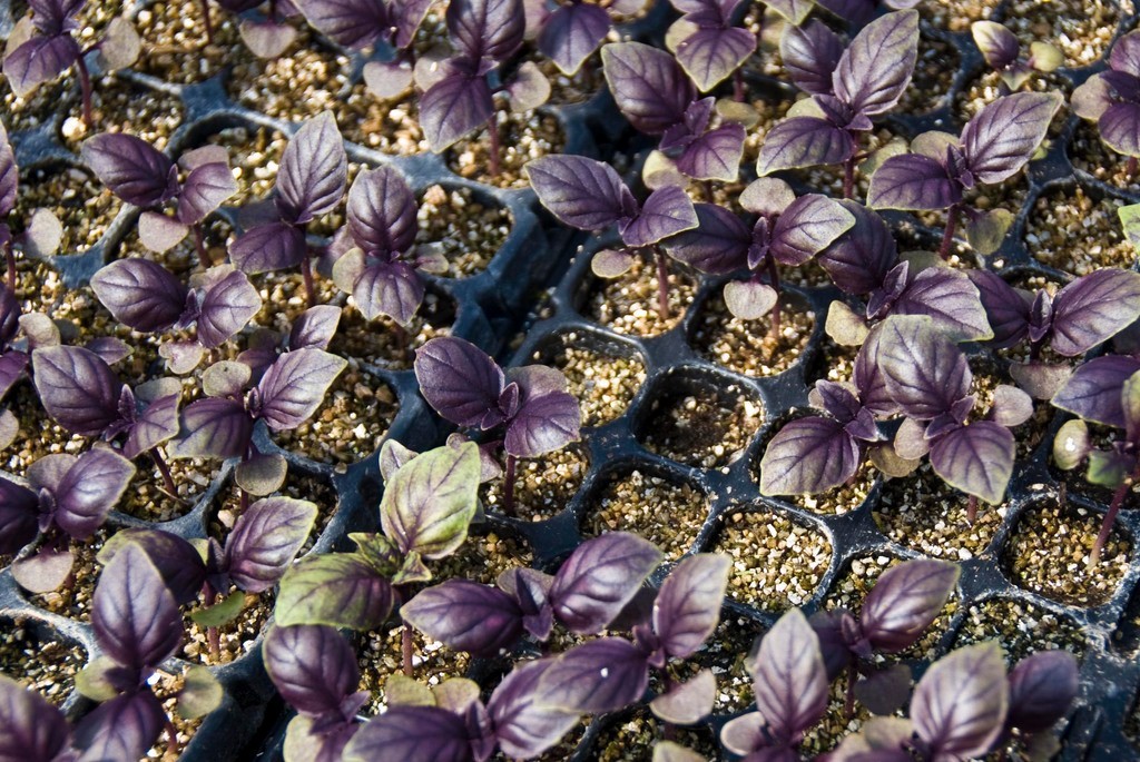 300+ seeds PURPLE DARK OPAL BASIL Ocimum basilicum ‘Dark Opal’
