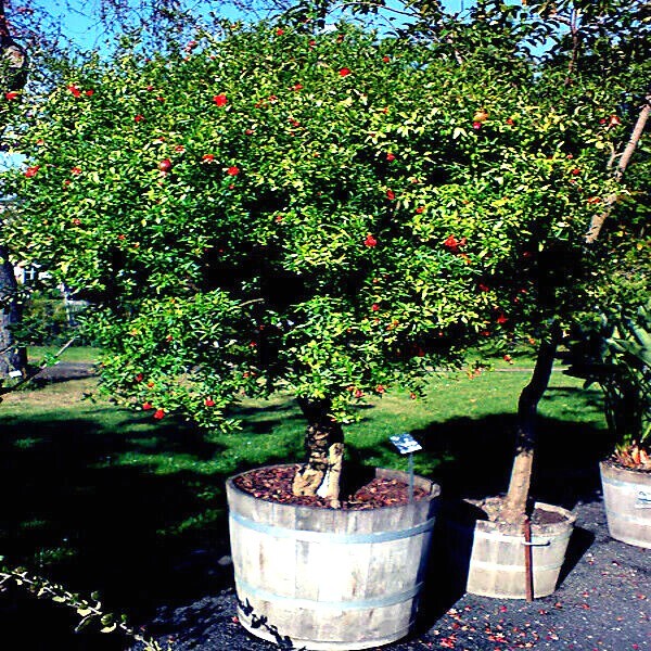 20 DWARF Pomegranate Tree Seeds (Punica granatum) Nana Garden Fruit House Plant