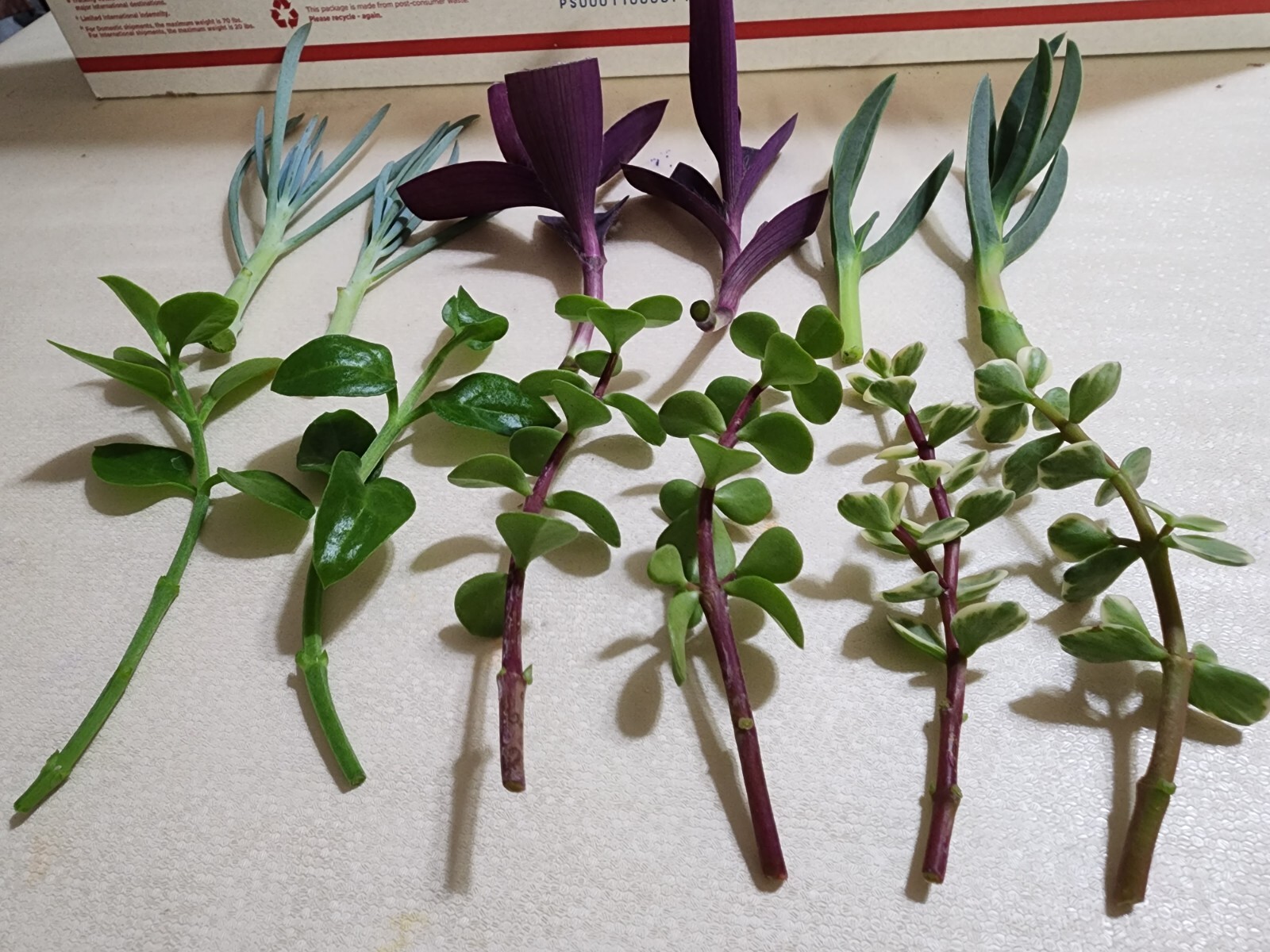 12 Piece Assorted Lot Of Live Plants (6 Kinds x 2 of Each)for Rooting