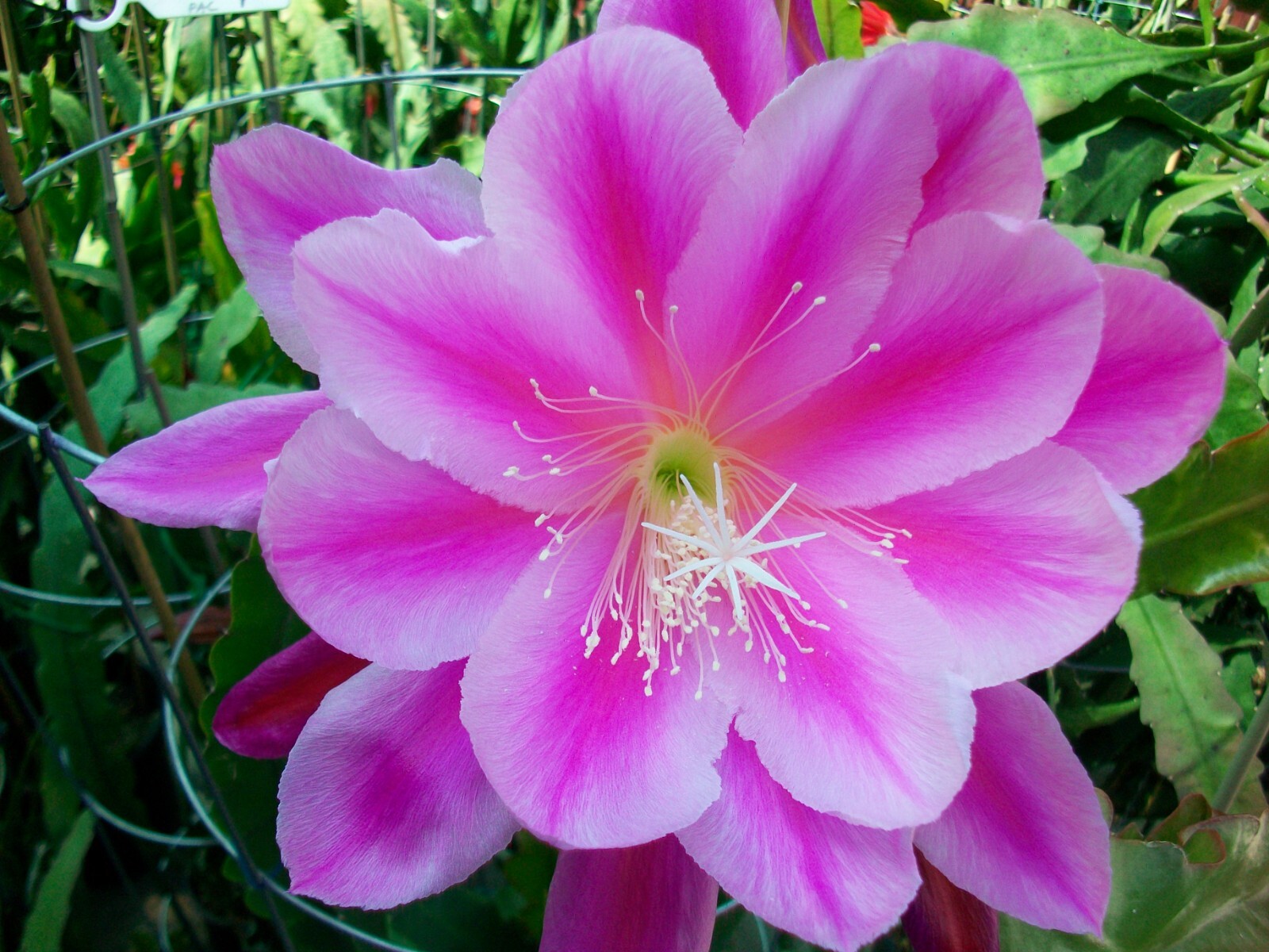 Epiphyllum ” GRAND BAROQUE ” Cutting