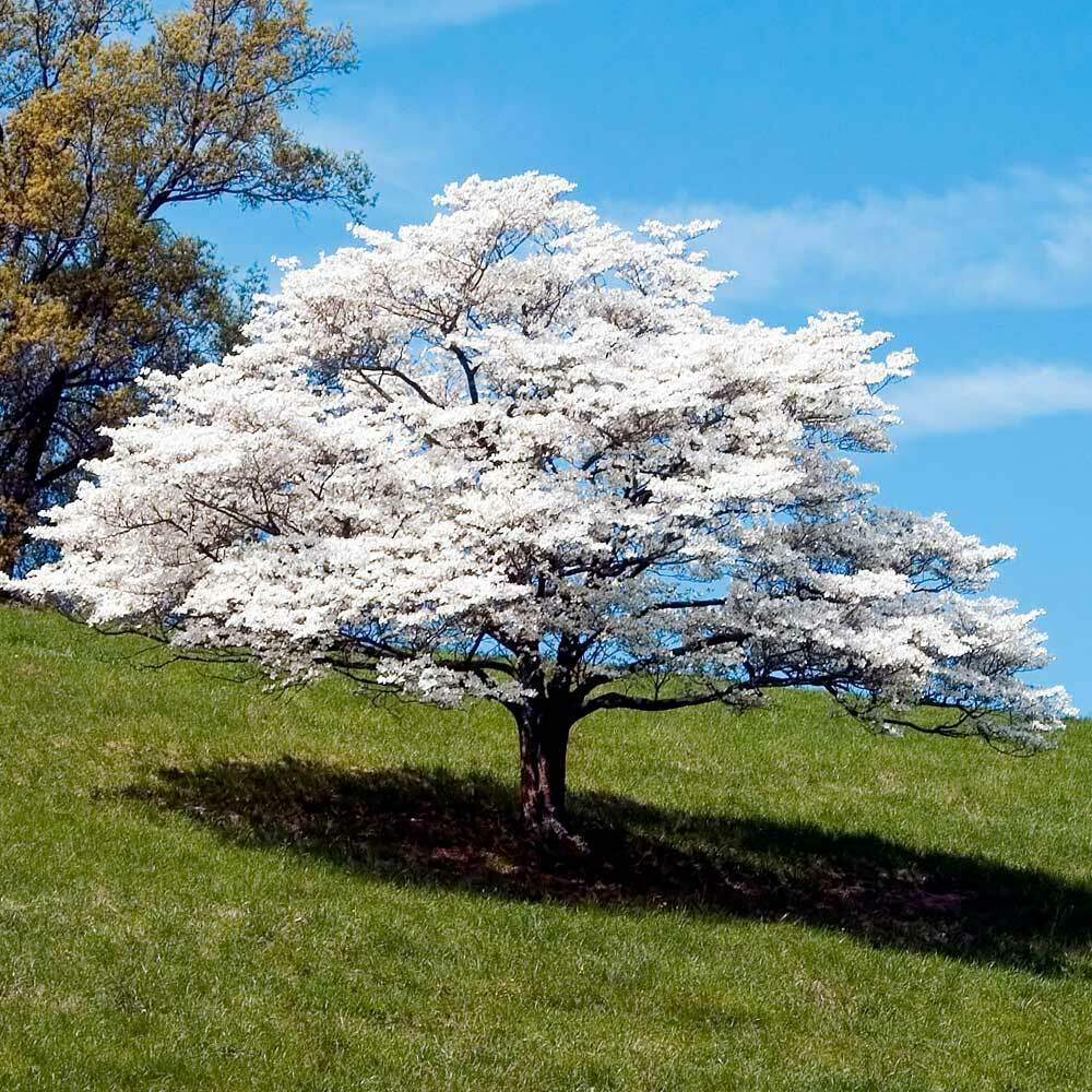 White Flowering Dogwood Tree – Live Potted Plant – Quart Pot – Cornus florida