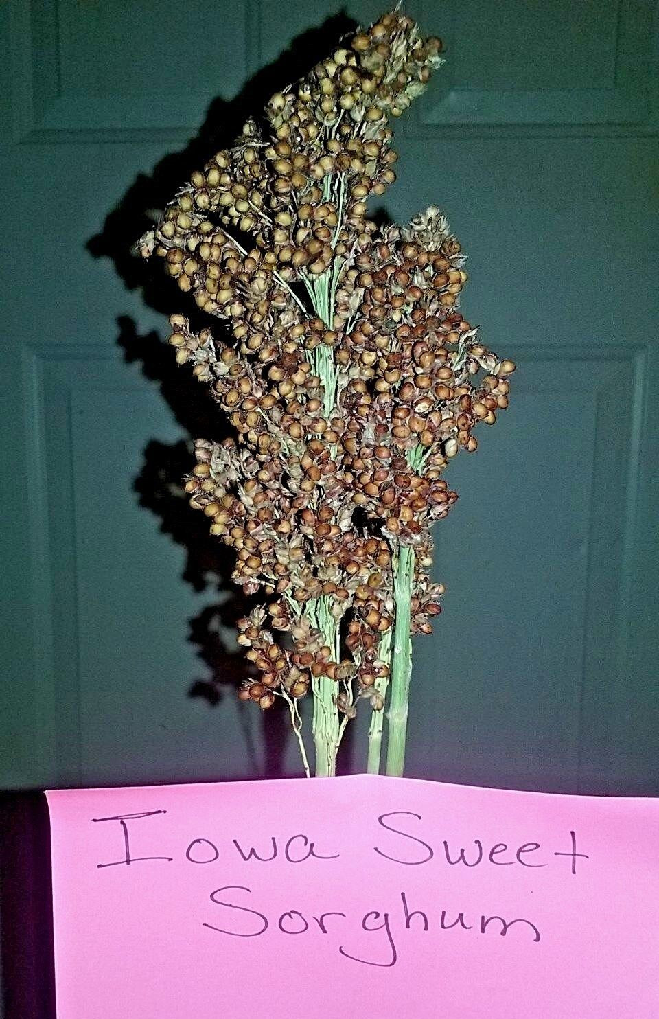 Iowa Sweet Sorghum – 30 Seeds VERY SWEET SYRUP TYPE!