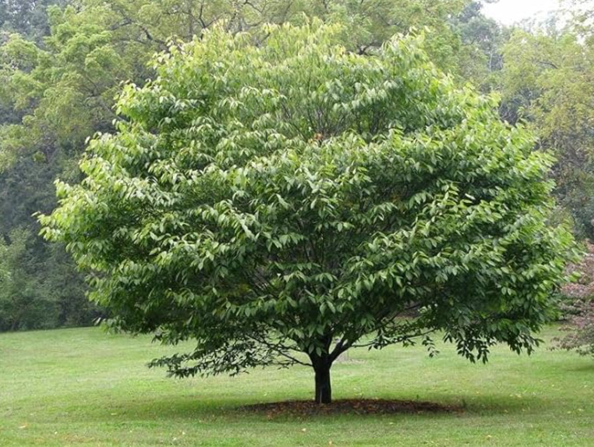 2 Live American Hornbeam Plant – 12” Tall – 4” Pot – Native Shade Tree