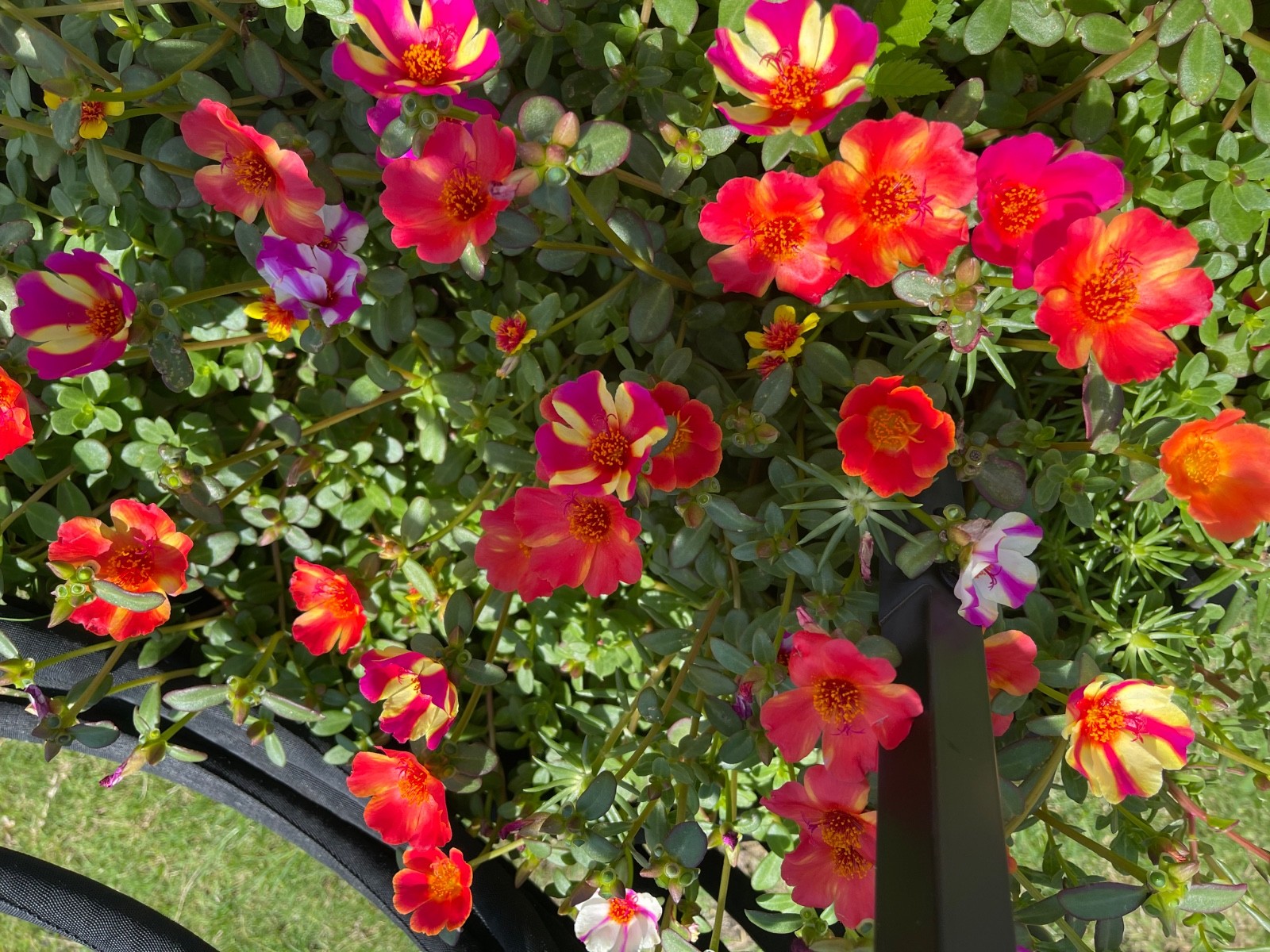 10 Ornamental Purslane Cuttings (Flowering ) – Vibrant Blooms – Easy to Grow