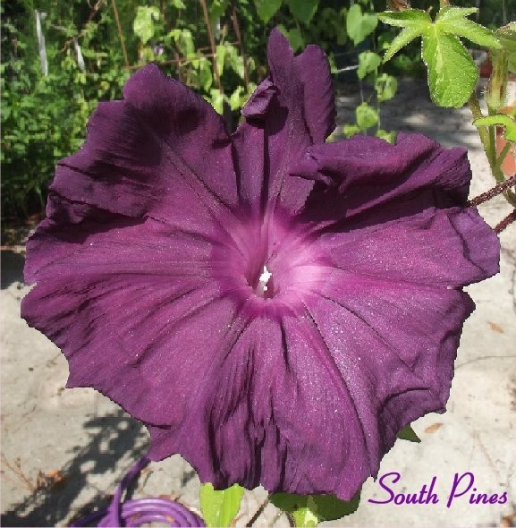 Black King – Japanese Morning Glory – ipomoea NIL – 6 seeds – Huge blooms!