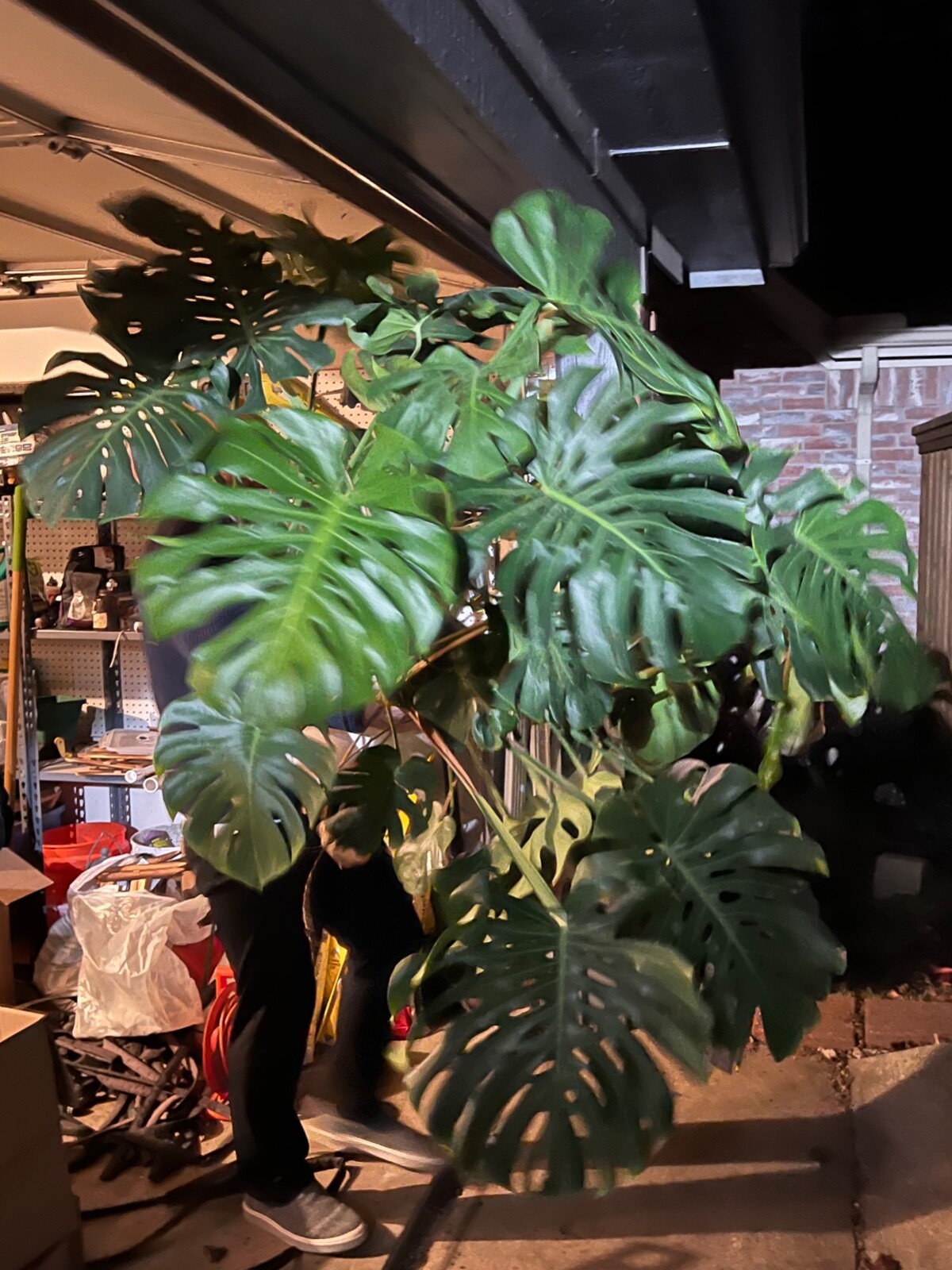 Monstera deliciosa TRUE Deliciosa leaf cutting from huge mother plant grows HUGE