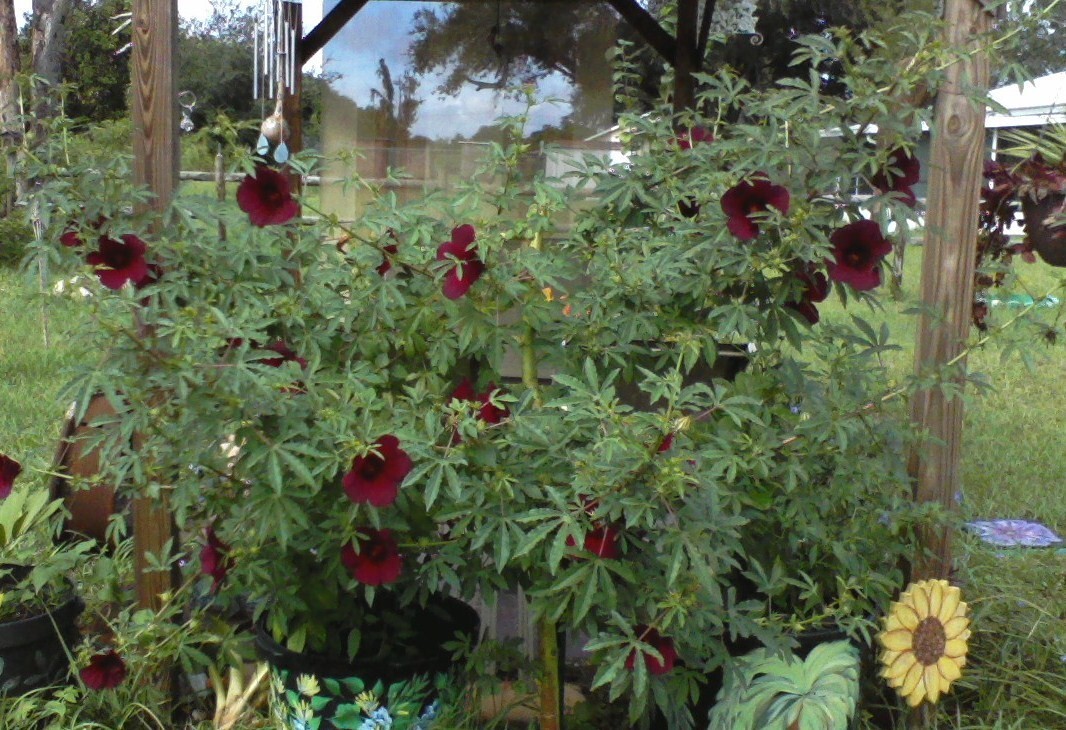 One Dozen Seeds: October Roses, Monarch Rose Mallow, Ruby Hibiscus