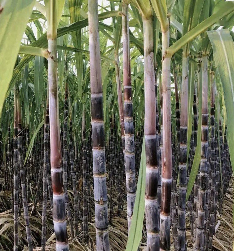 5pcs Purple Sugarcane Cutting Sweet And Juicy Ready To Plant
