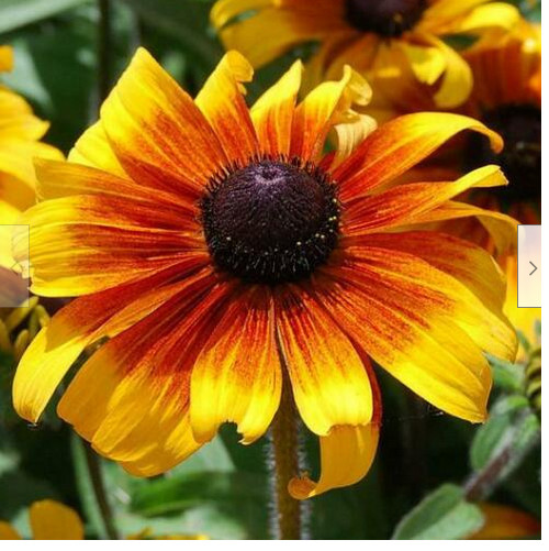 190 Seeds Gloriosa Daisy Fancy Black-Eyed Susan Perennial Heirloom Non-GMO
