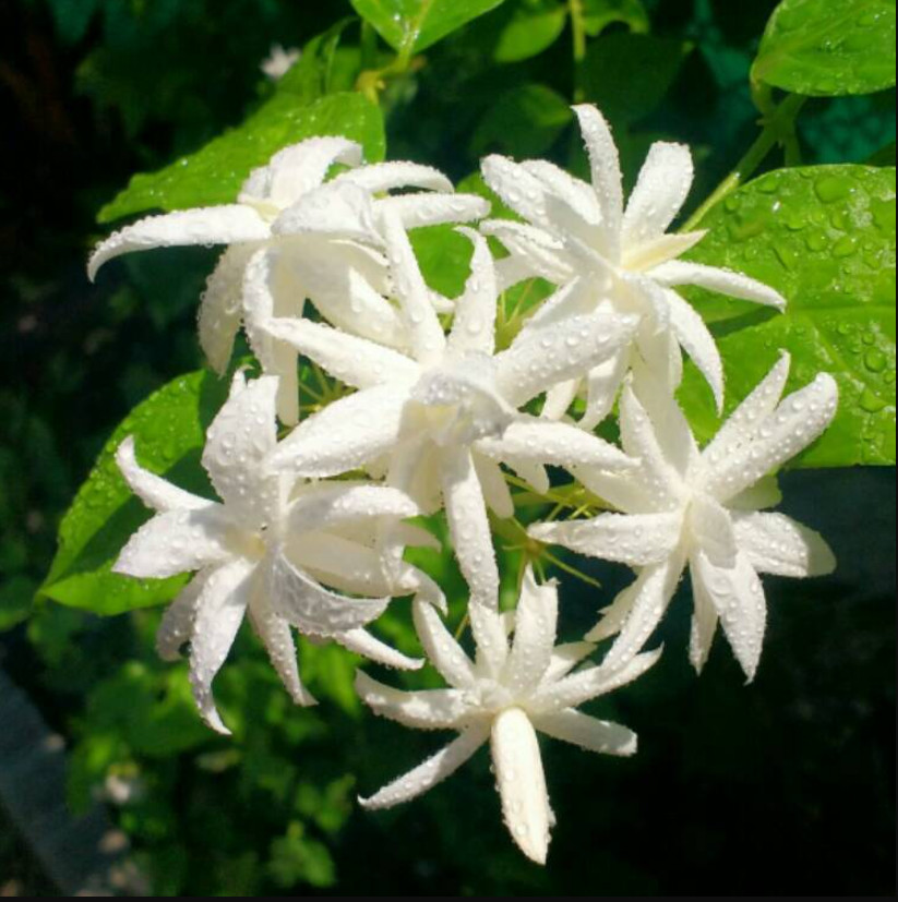 Jasmine Belle of India Live Starter Plant Jasmine Flower Plant 4-6″Tall No Pot
