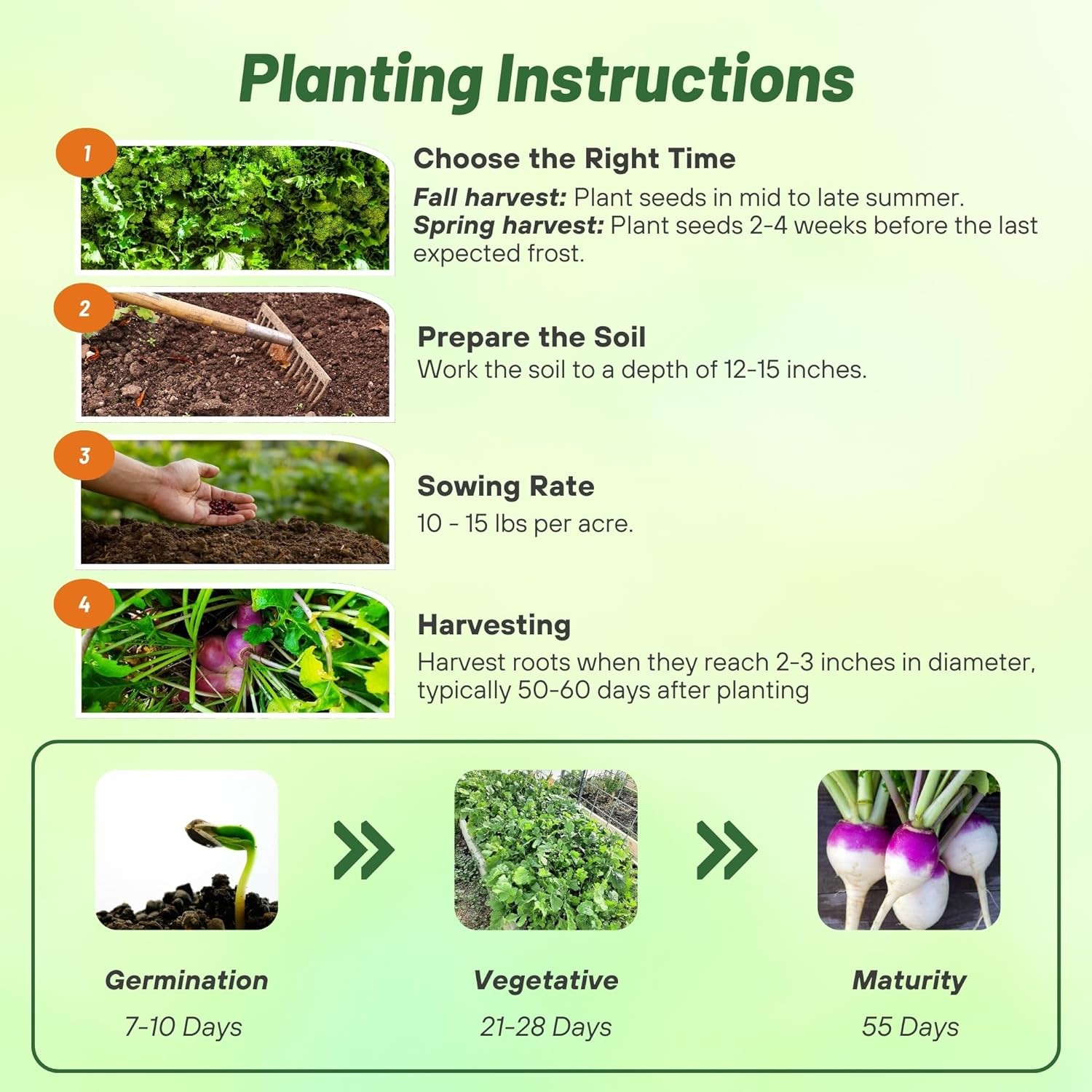 5 LB Purple Top Turnip Seeds – Bulk Brassica Seed For Food Plots, Cover Crops