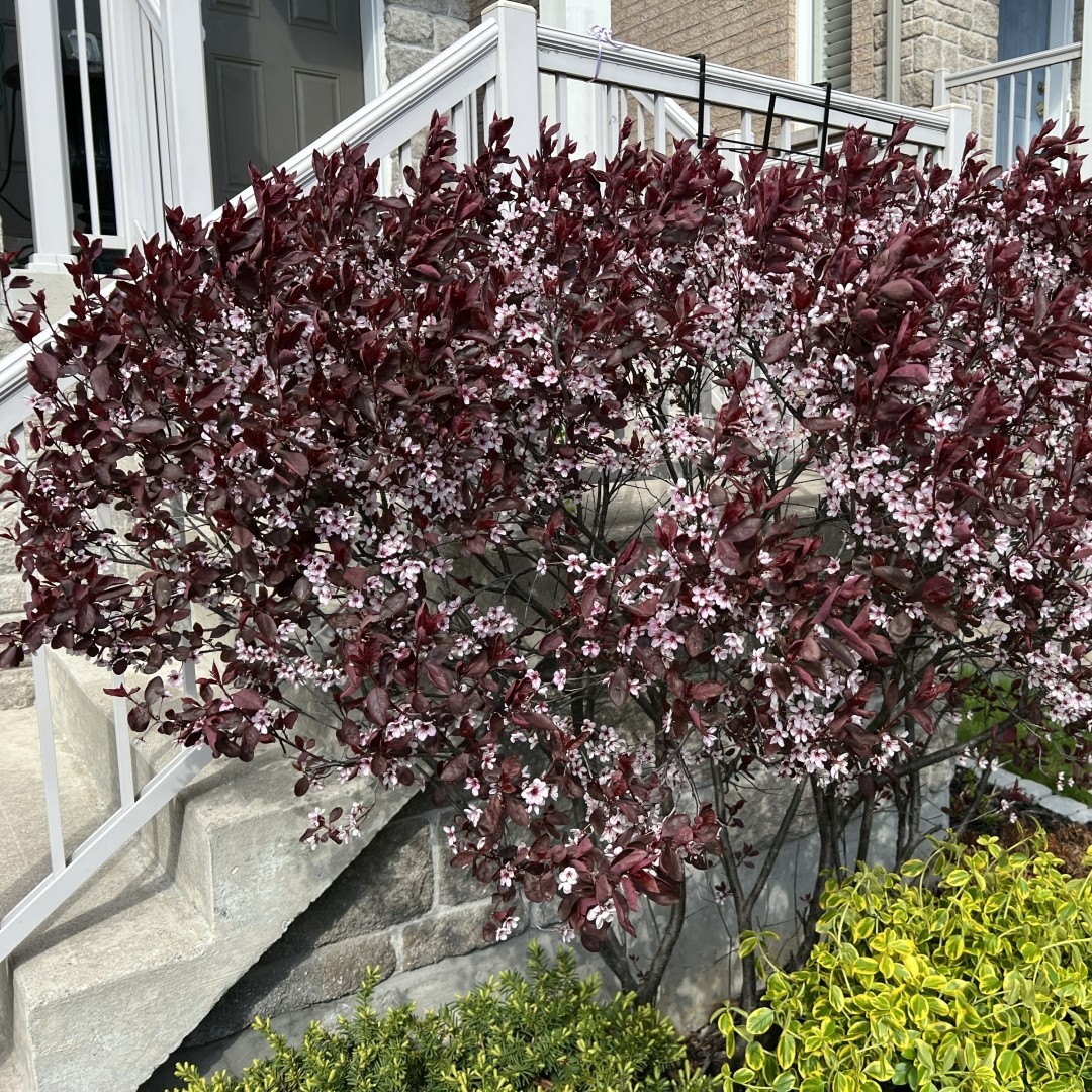 3 Purpleleaf Sand Cherry 12-24″ Shrub Bare Root Starter Plant – Prunus x cistena