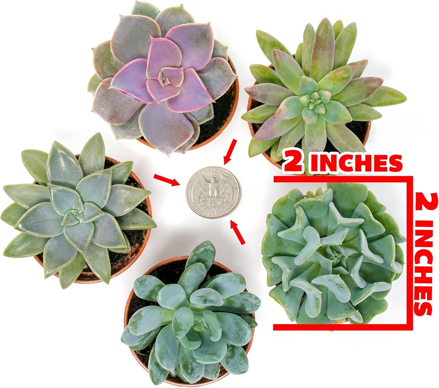 Set of 6 Potted Succulents Live House Plants Indoor Garden Decor