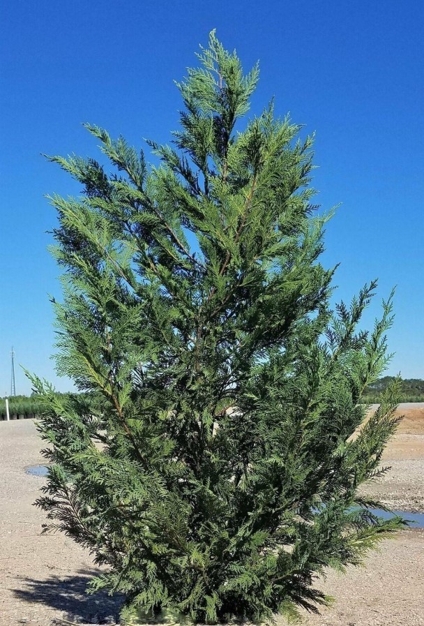 Murray Cypress Live Tree – 6-12″ Tall – 3″ Pot – Evergreen Cypress – Zones 6-10