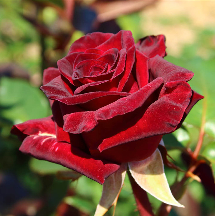 Black Baccara Roses Live Starter Plant Dark Red to Black Blooms 4-6″Tall No Pot