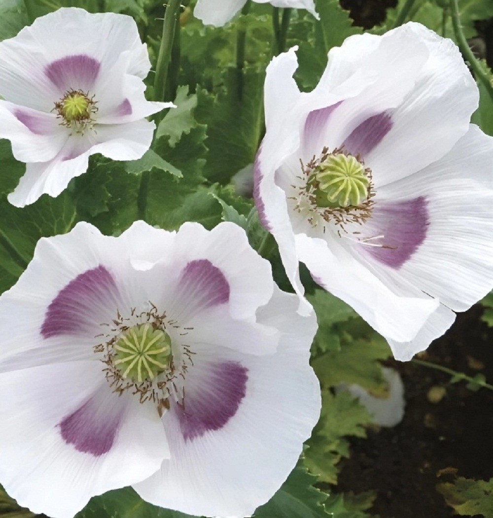 10,000 Untreated Tasmanian Poppy Seeds for Planting Authentic Papever Somniferum