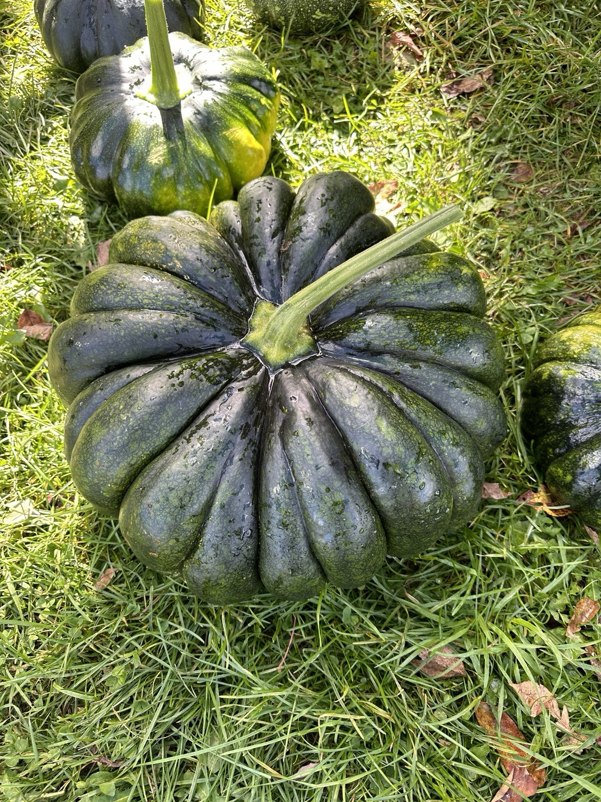Sweet Pumpkin Black || Bangladeshi Sweet Kali Kumra || Siam -1 || 8 Seeds