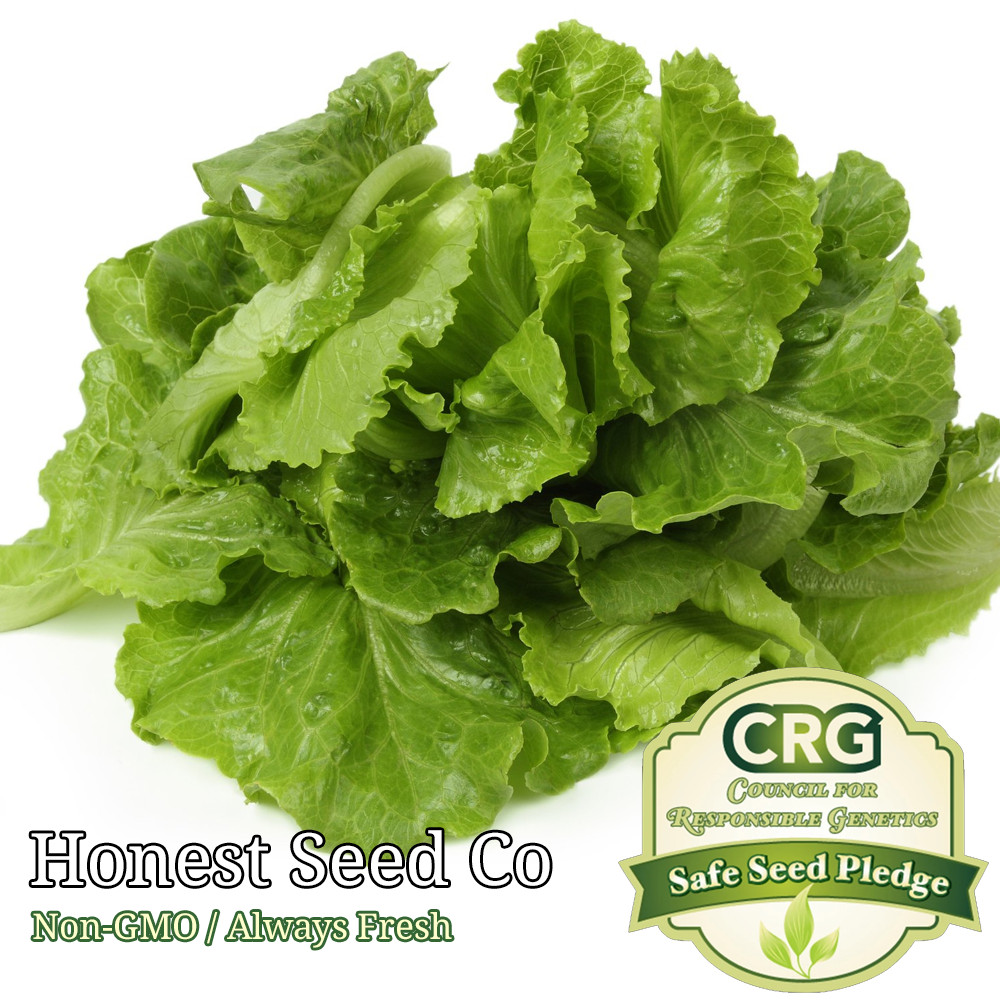 Black Seeded Simpson LEAF Lettuce | Non-GMO | Fresh Garden Seeds