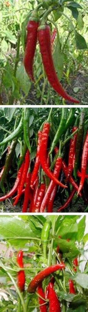30+Long 8 Inch Red Thin Hot Pepper Chili Erjintiao Chinese Hot pepper Seeds USA