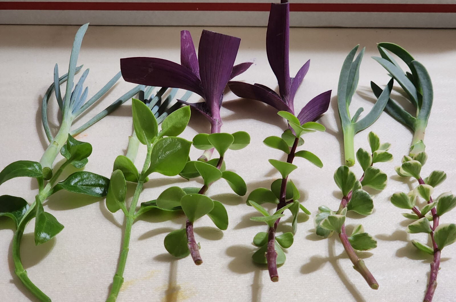 12 Piece Assorted Lot Of Live Plants (6 Kinds x 2 of Each)for Rooting
