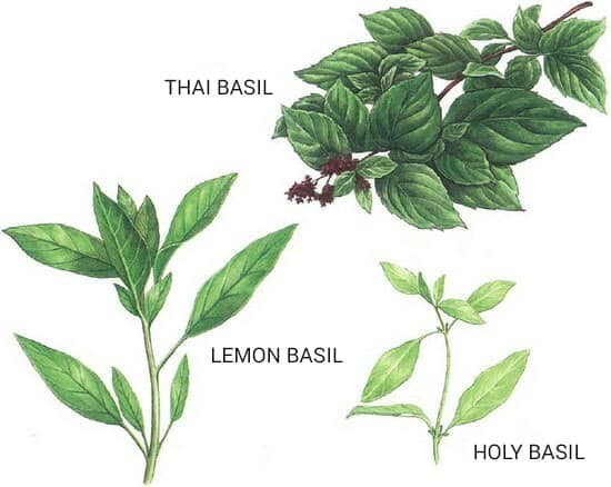 Thai Basil Seeds 150+ Ocimum basilicum Khmer Chi Neang Vorng (Anise Licorice)