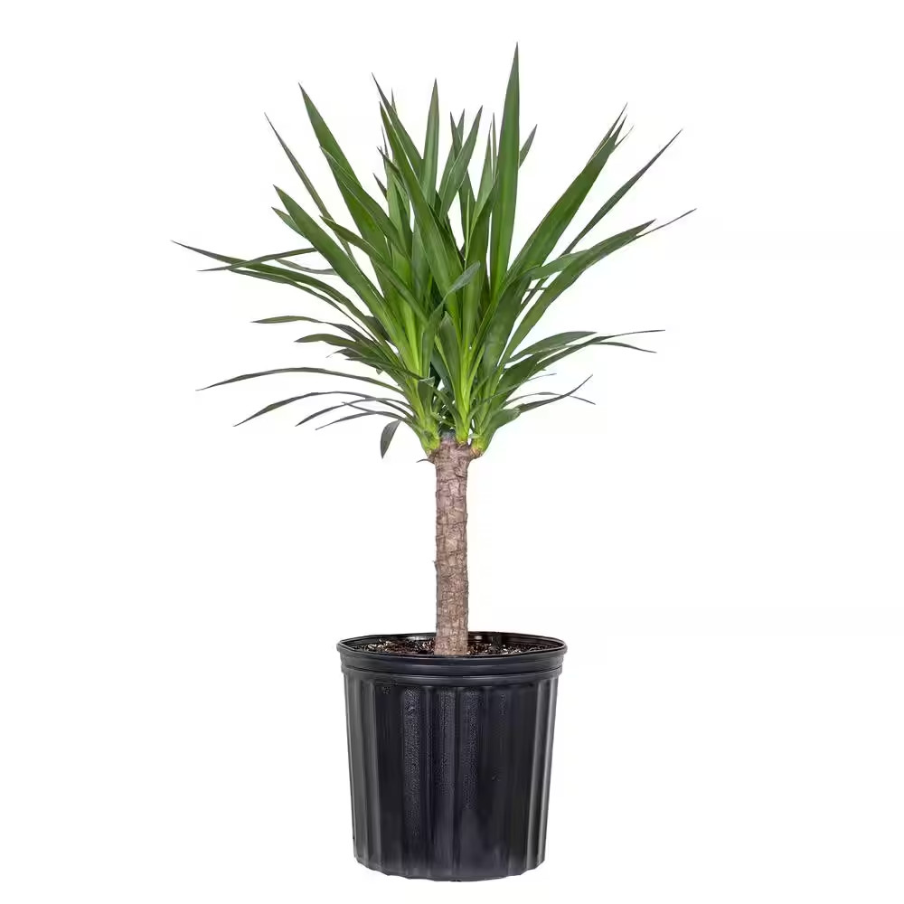 United Nursery Yucca Cane Plant – 9.25 inch Grower Pot Free Shipping