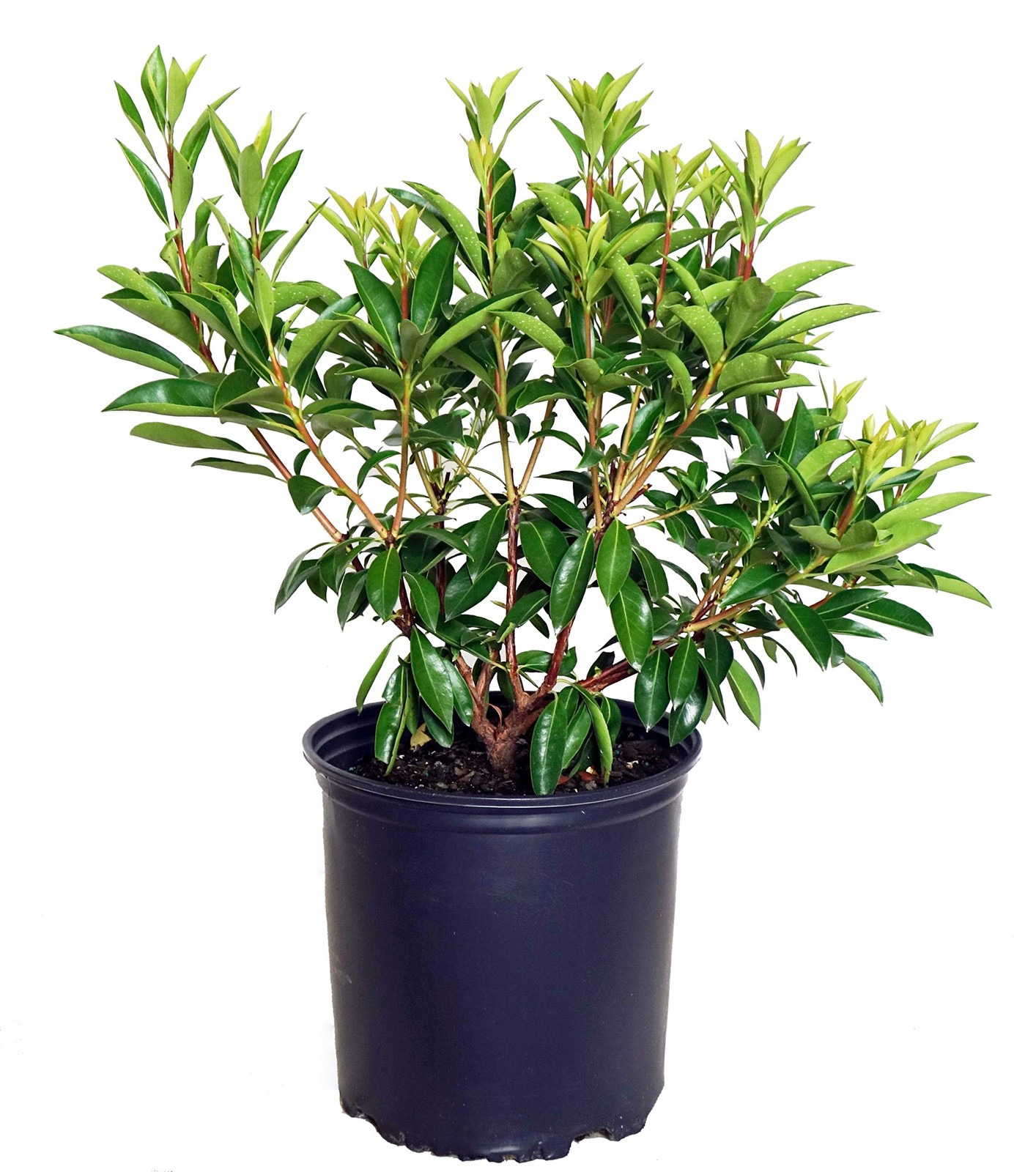 Green Promise Farms Kalmia Lat. Carousel Mountain Laurel Evergreen White