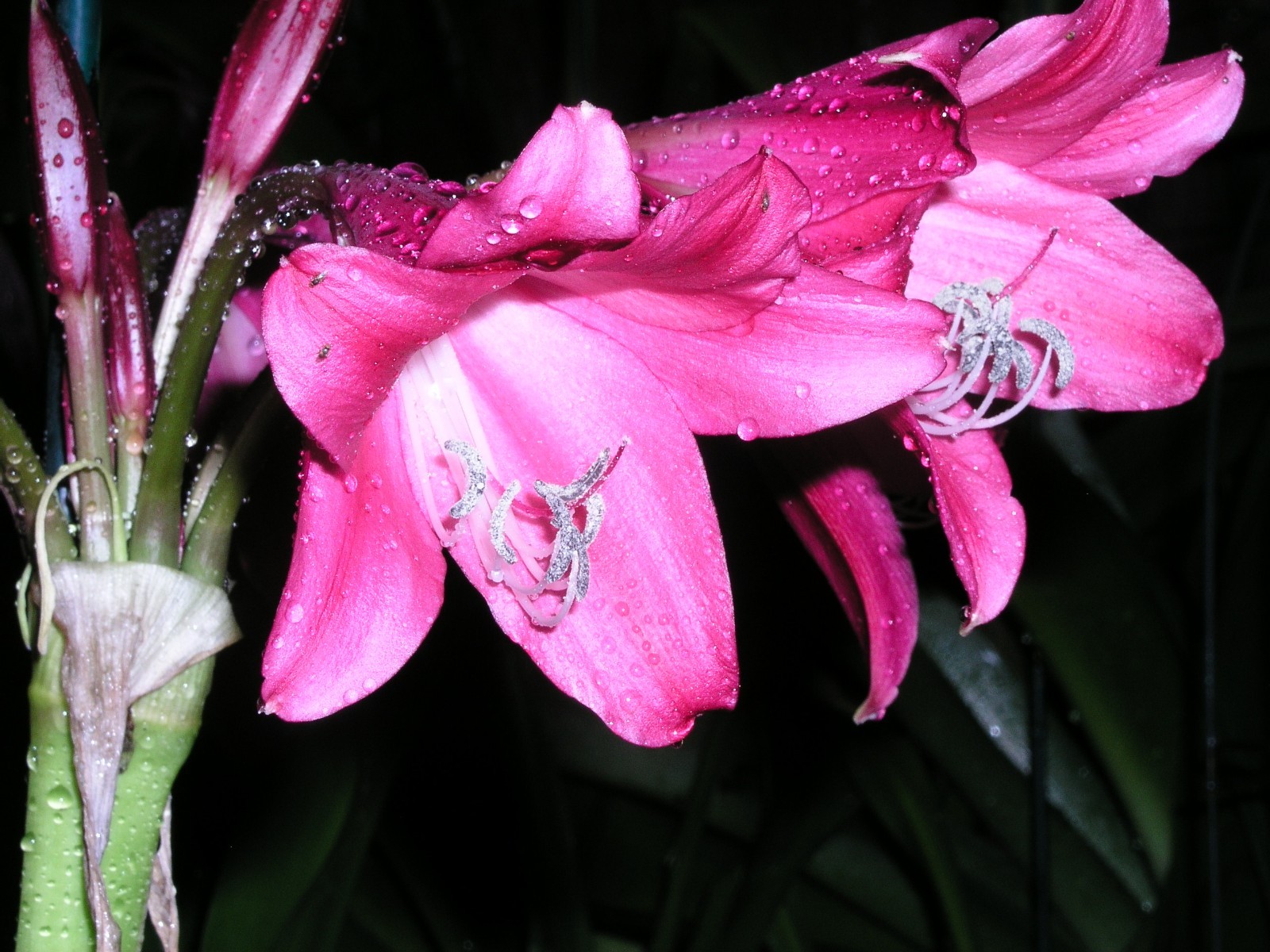 Crinum Lily, Lorraine Clark, medium-size bulb, NEW