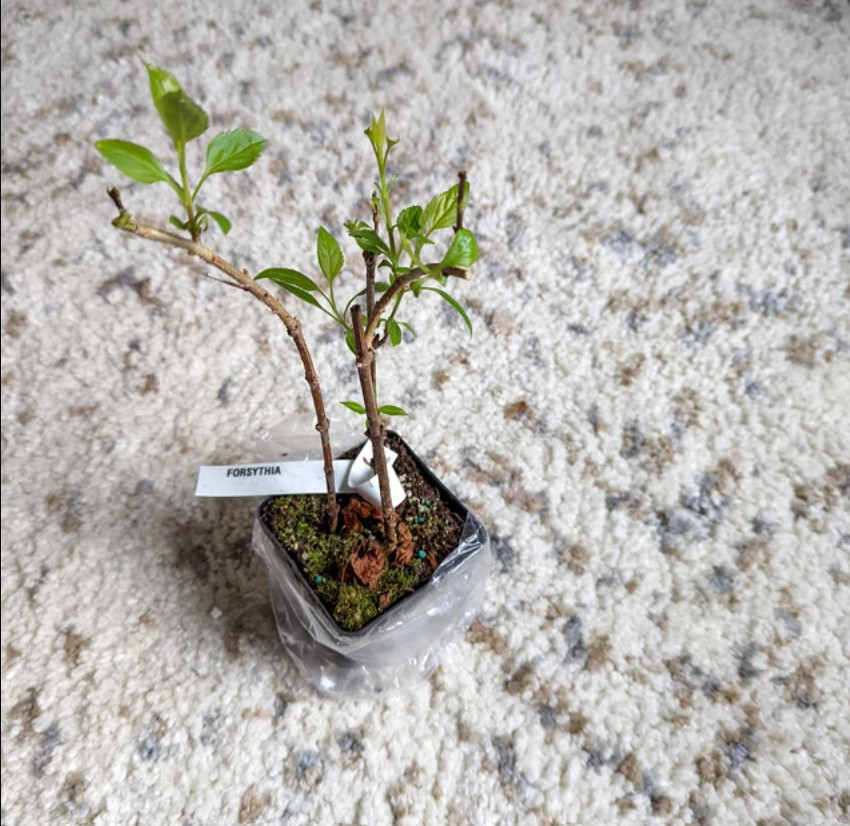 Lynwood Gold Forsythia Shrub/Bush – 6-12″ Tall – Live Lynnwood Plant – 4″ Pot