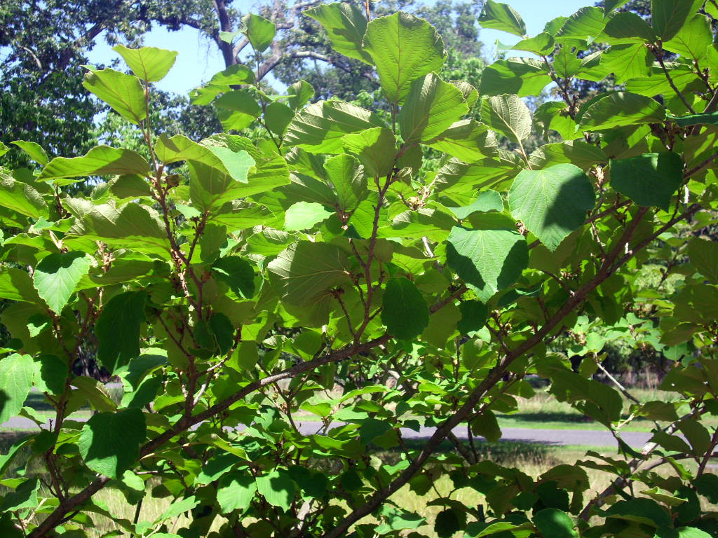 10 PALLIDA WITCH HAZEL SEEDS – Hamamelus mollis “Pallida”