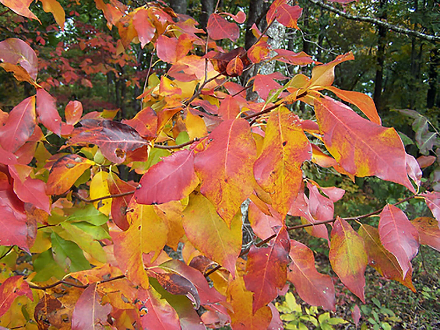 American Persimmon, Diospyros virginiana, Tree Seeds (Showy, Edible, Hardy)