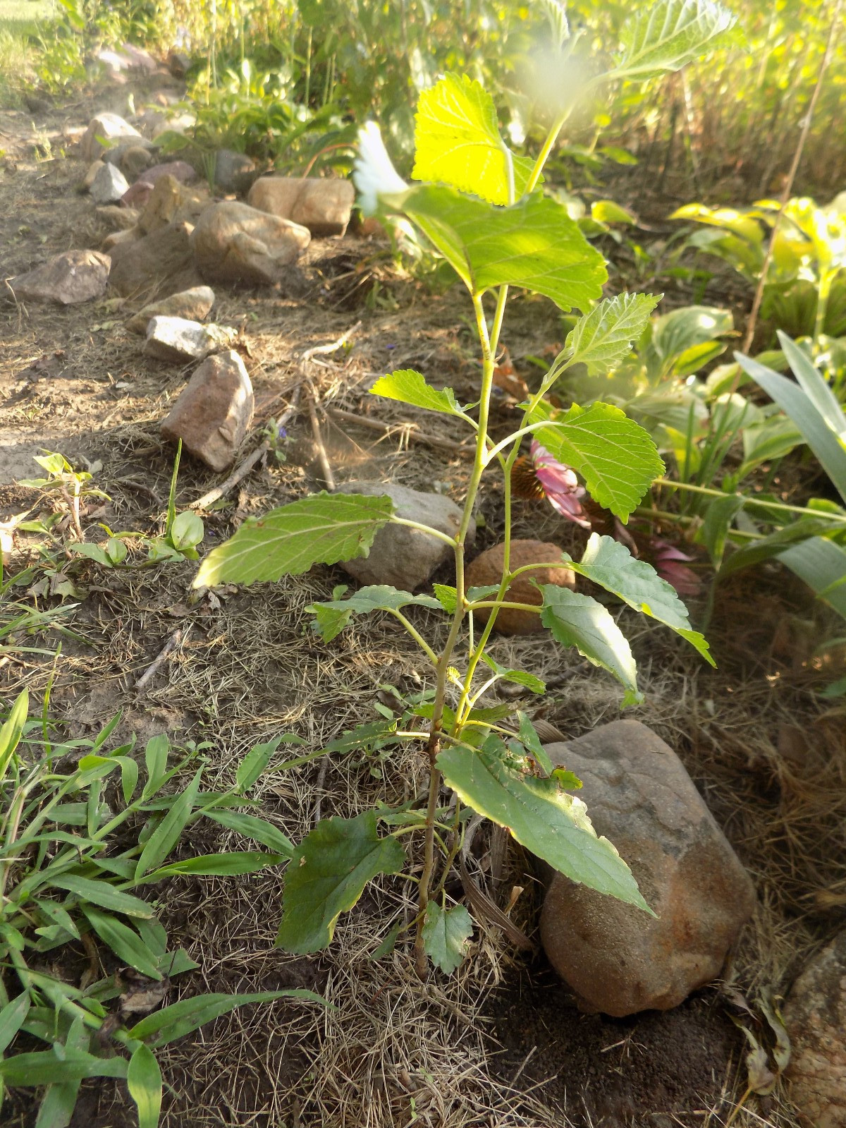 1 BLACK MULBERRY TREE AND ONE MORE!
