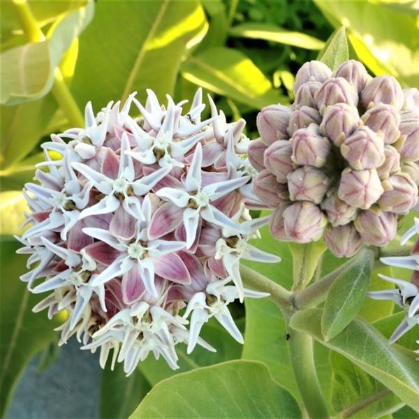 Native Milkweed Starter Plant – Live Monarch Butterfly Host, Ready to Plant
