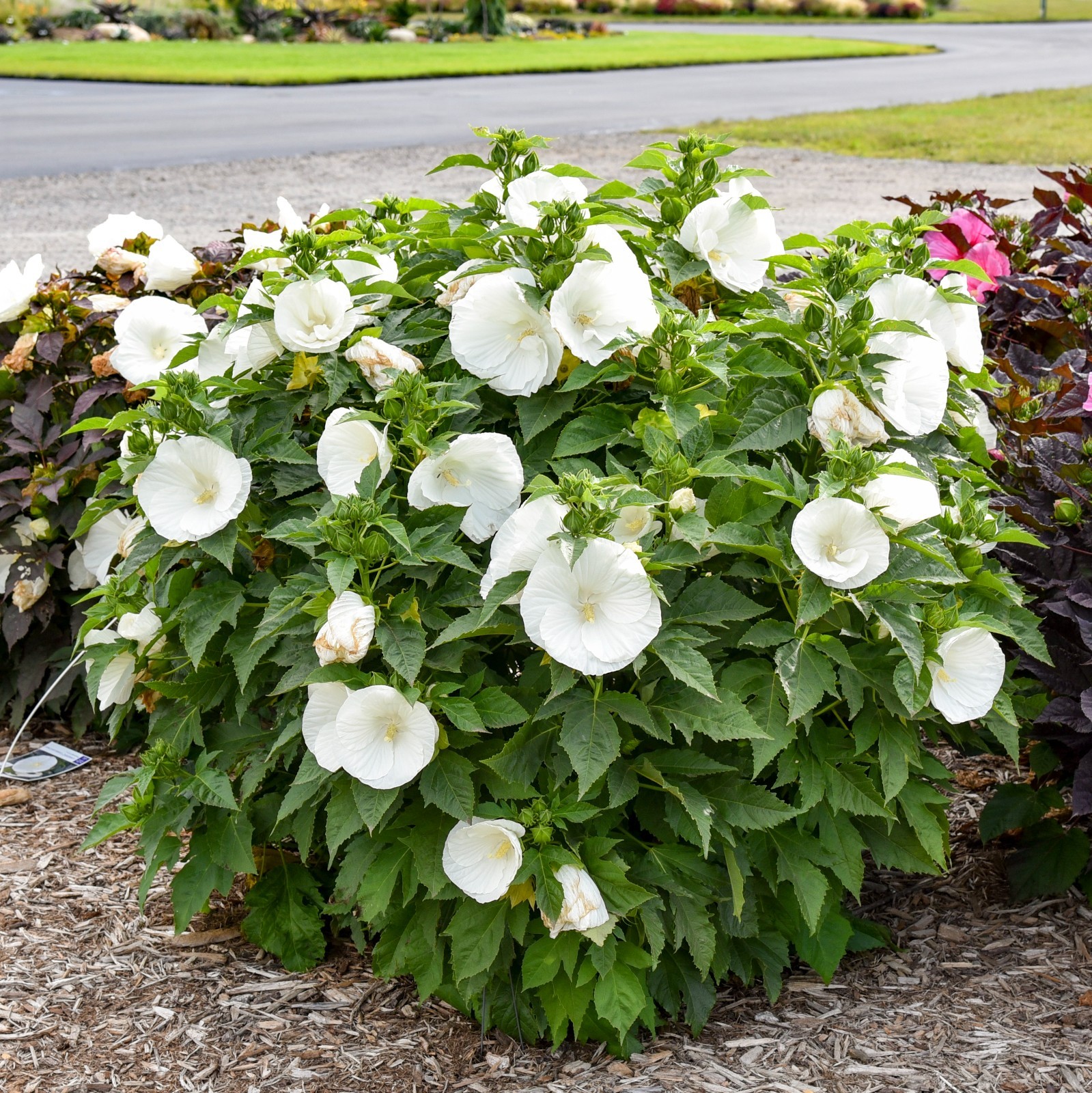 bush hibiscus MARSHMALLOW MOON big flower hardy 2.5″ pot = 1 Live Potted Plant