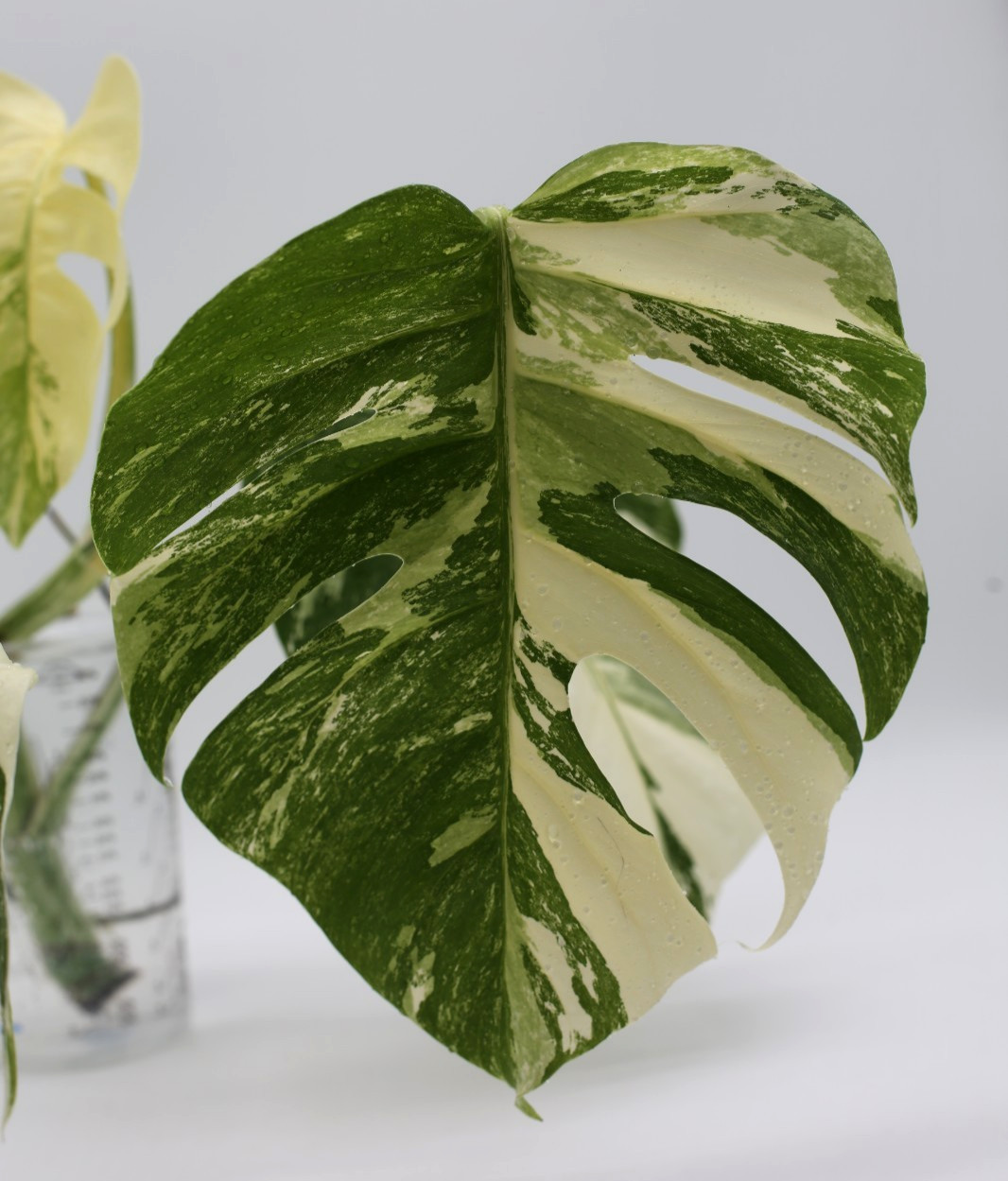 Monstera Albo Borsigiana Variegated Top Cutting Rooted