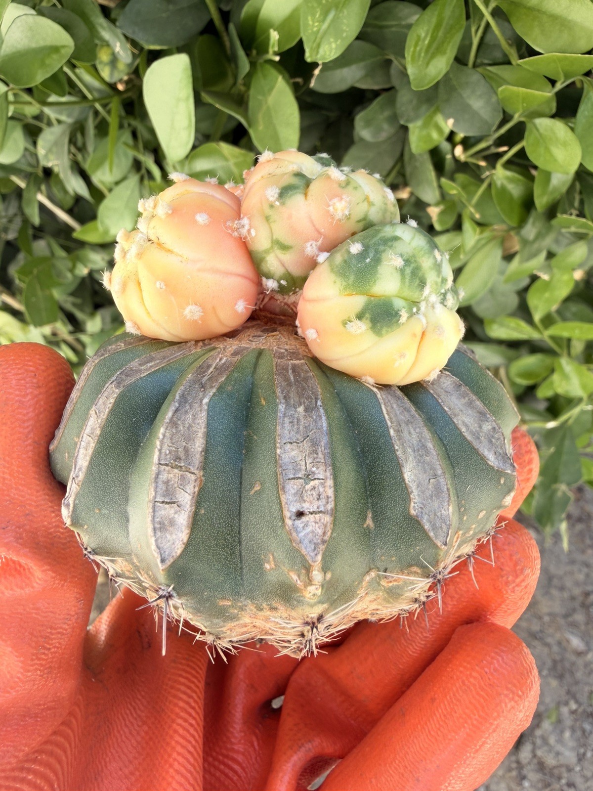 Rare Cactus Variegated Grafted