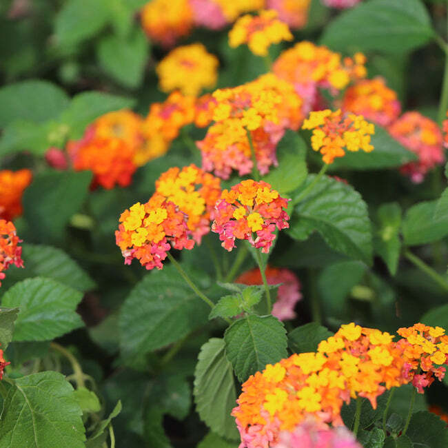 Lantana camara Miss Huff HARDY LANTANA – 1 Plant!