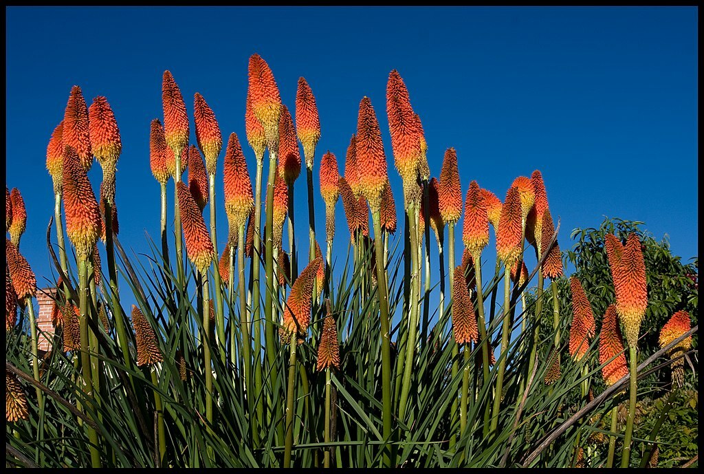 RED HOT POKER 100 SEEDS, ORANGE AND YELLOW FLOWERS. KNIPHOPHIA, TORCH LILY