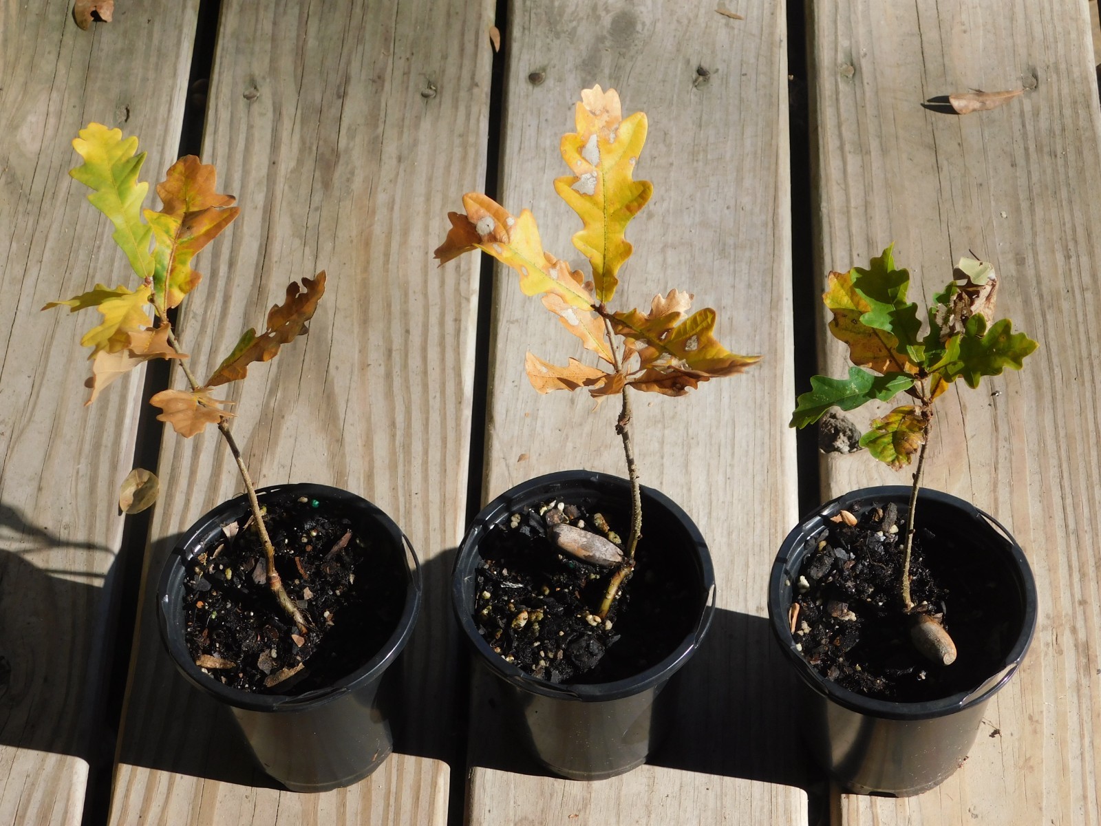 Quercus robur Fastigiata Columnar English Oak Potted Dormant 6+ Inches Tall