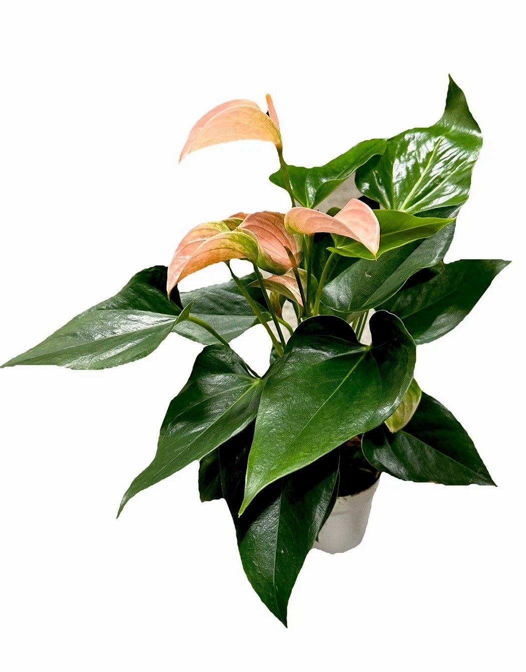 Jolie Pink Anthurium Approx. 14-16 heights in 4 inch nursery pot