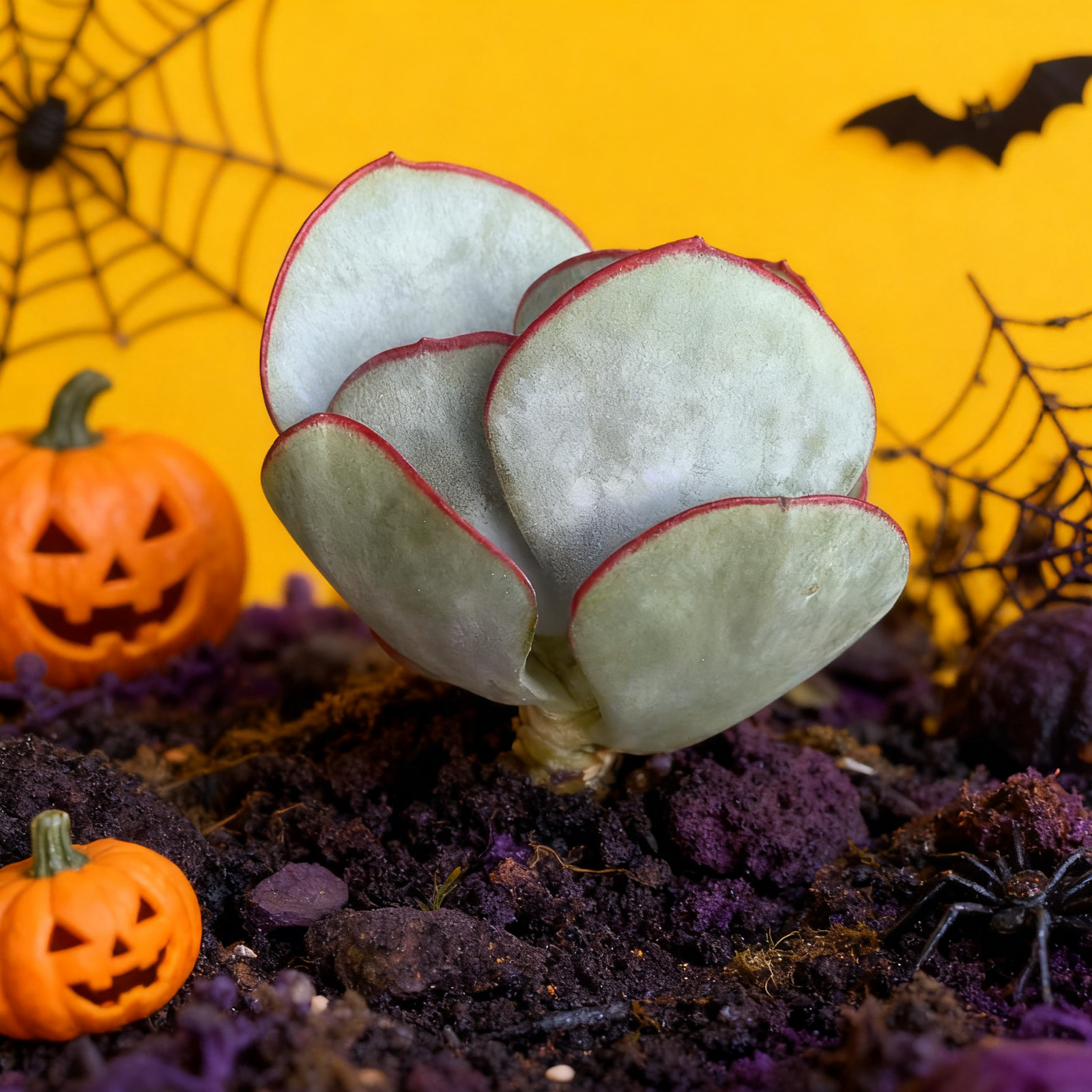 Cotyledon OrbiculataHakubi Succulents Plants Live, Bare root without soil pot,Ga